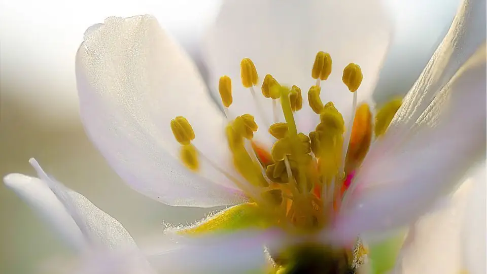 almond-blossom-686588_960_720