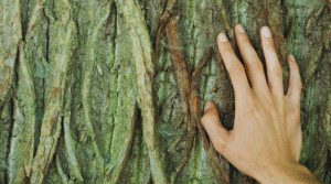 Minfulness y ARTE